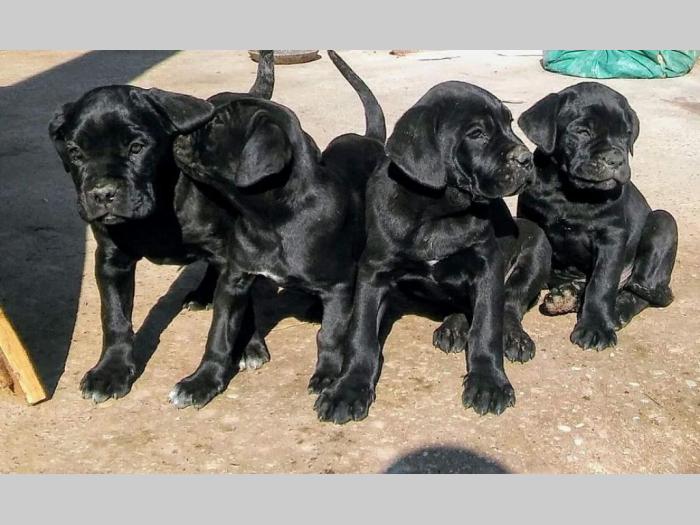 cane corso štenci besplatni mali oglasi