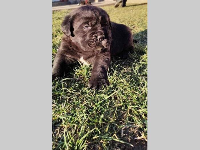 cane corso štenci besplatni mali oglasi