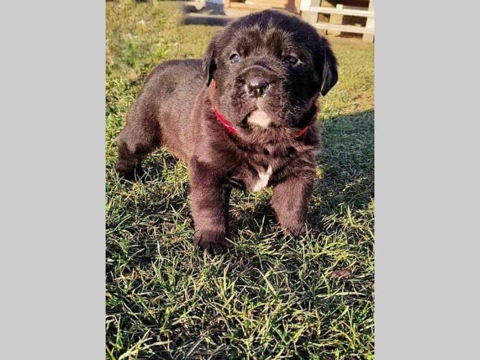 cane corso štenci besplatni mali oglasi