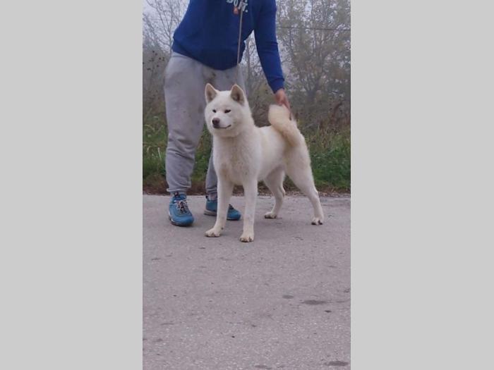 japanska akita inu štenci besplatni mali oglasi