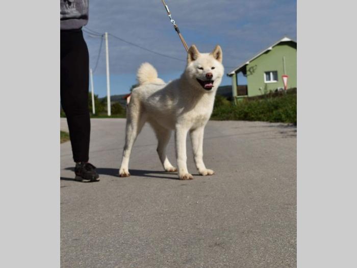 japanska akita inu štenci besplatni mali oglasi