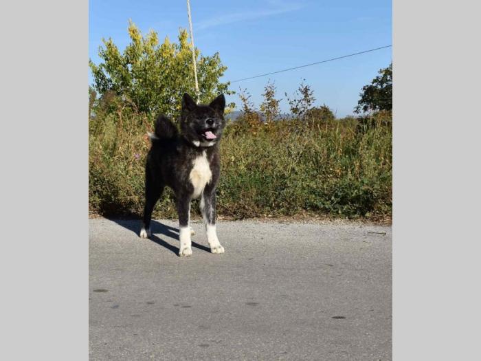 japanska akita inu štenci besplatni mali oglasi