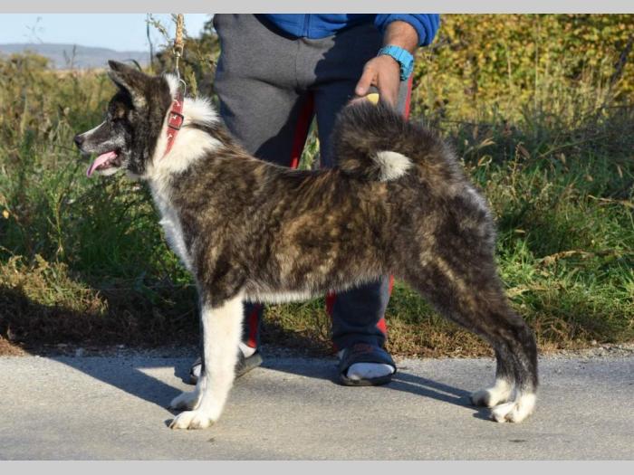 japanska akita inu štenci besplatni mali oglasi