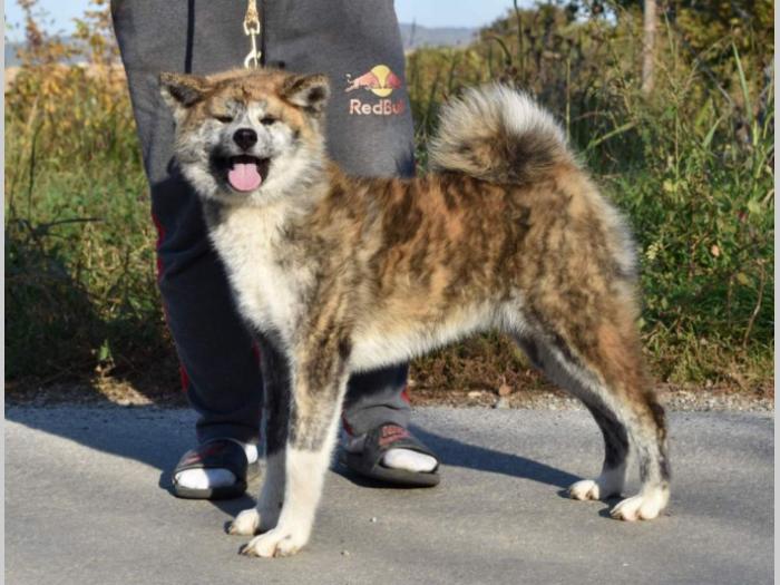 japanska akita inu štenci besplatni mali oglasi