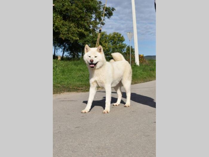 japanska akita inu štenci besplatni mali oglasi