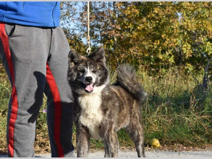 japanska akita inu štenci besplatni mali oglasi