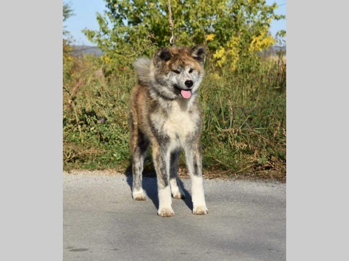 japanska akita inu štenci besplatni mali oglasi