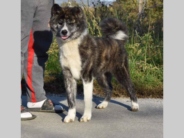 japanska akita inu štenci besplatni mali oglasi