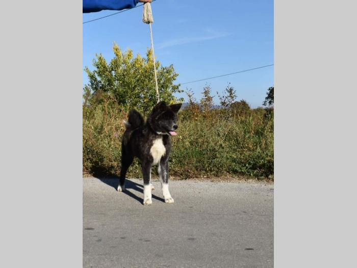 japanska akita inu štenci besplatni mali oglasi