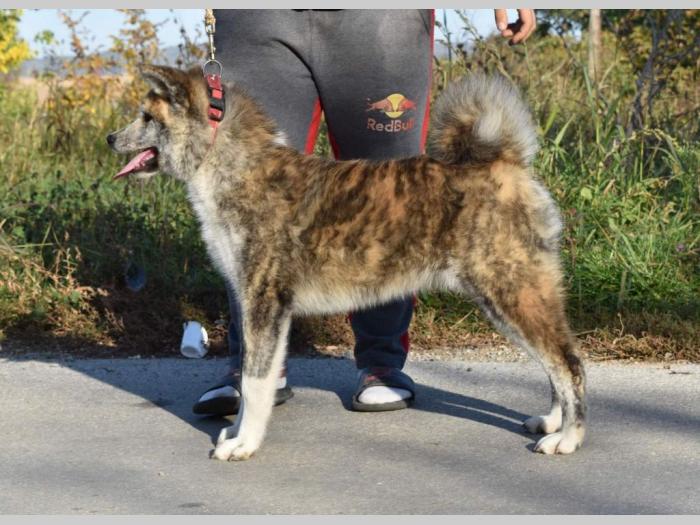 japanska akita inu štenci besplatni mali oglasi