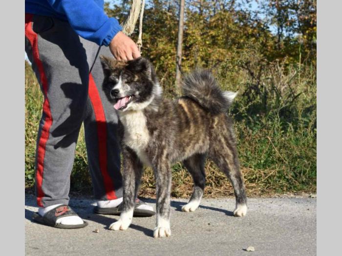 japanska akita inu štenci besplatni mali oglasi