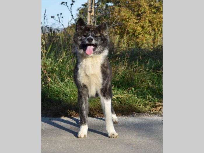 japanska akita inu štenci besplatni mali oglasi
