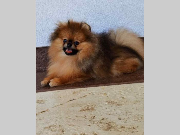 pomeranac bo štenci besplatni mali oglasi