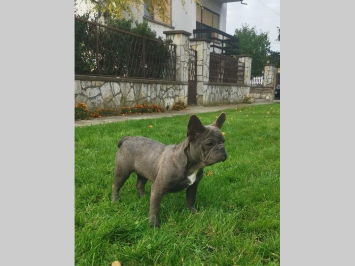 francuski buldog štenci besplatni mali oglasi