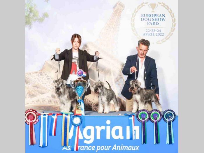 paljutaski šnaucer štene besplatni mali oglasi