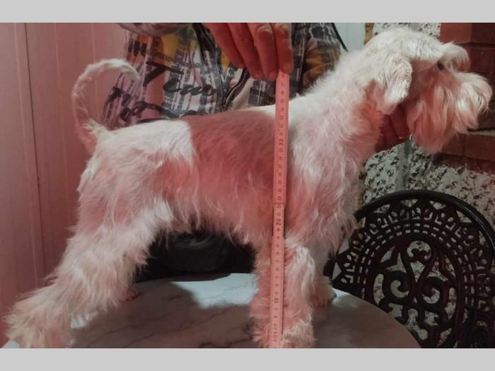 patuljasti šnauceri štenci besplatni mali oglasi