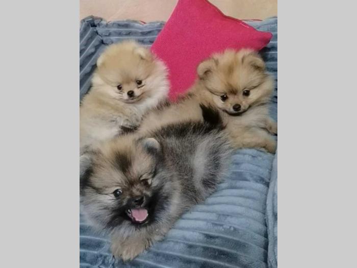 pomeranac boo štenci besplatni mali oglasi