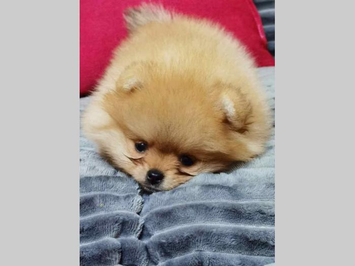 pomeranac boo štenci besplatni mali oglasi
