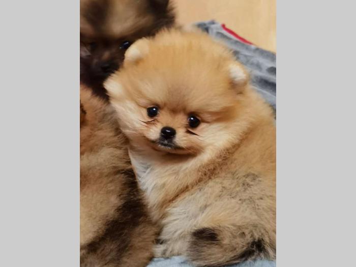 pomeranac boo štenci besplatni mali oglasi
