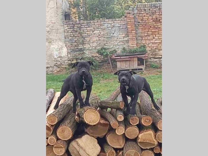 pit bull štenci besplatni mali oglasi