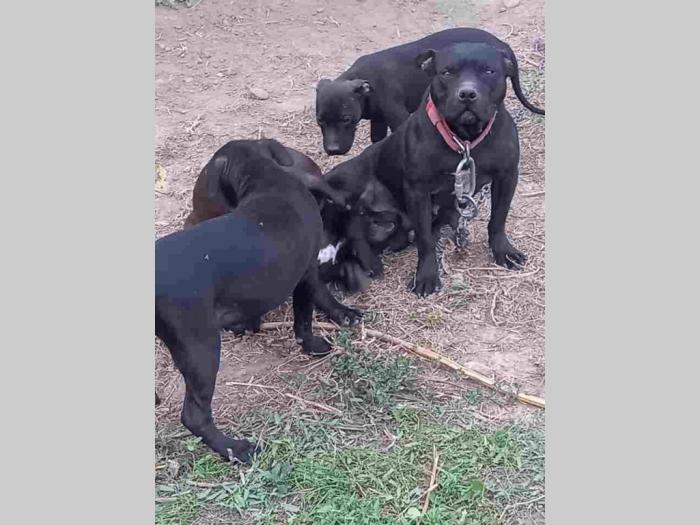 pit bull štenci besplatni mali oglasi