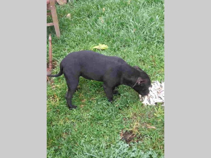 pit bull štenci besplatni mali oglasi
