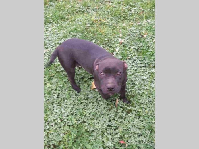 pit bull štenci besplatni mali oglasi