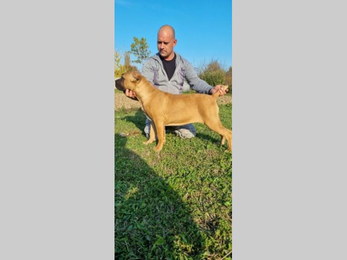 kane korso štenci besplatni mali oglasi