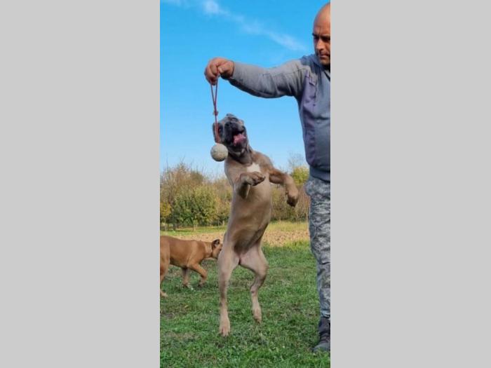 kane korso štenci besplatni mali oglasi