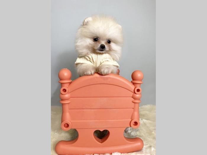 pomeranac boo besplatni mali oglasi