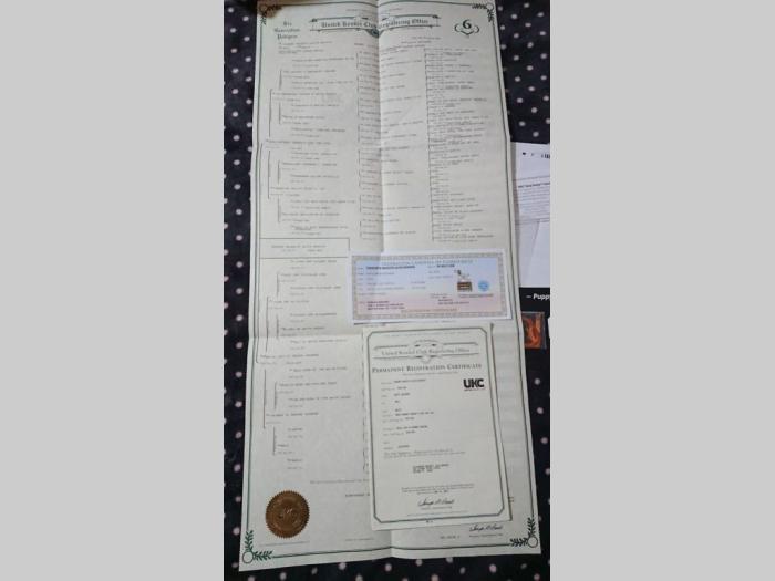 beli švajcarski ovčar štenci besplatni mali oglasi