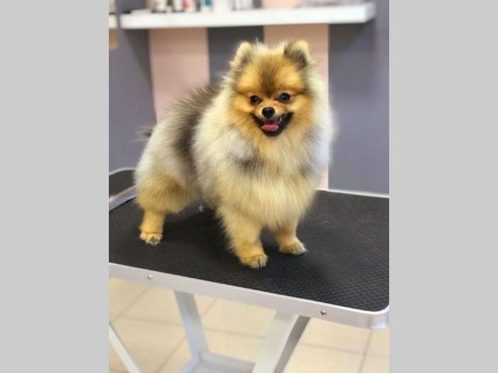 pomeranac boo štenci besplatni mali oglasi