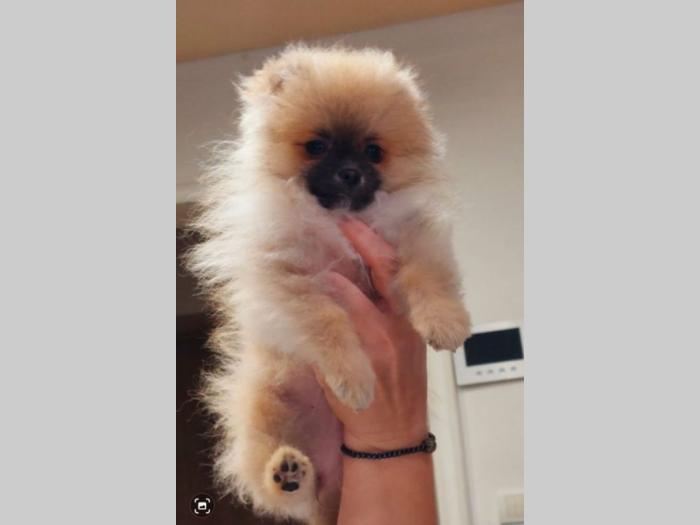 pomeranac boo štenci besplatni mali oglasi