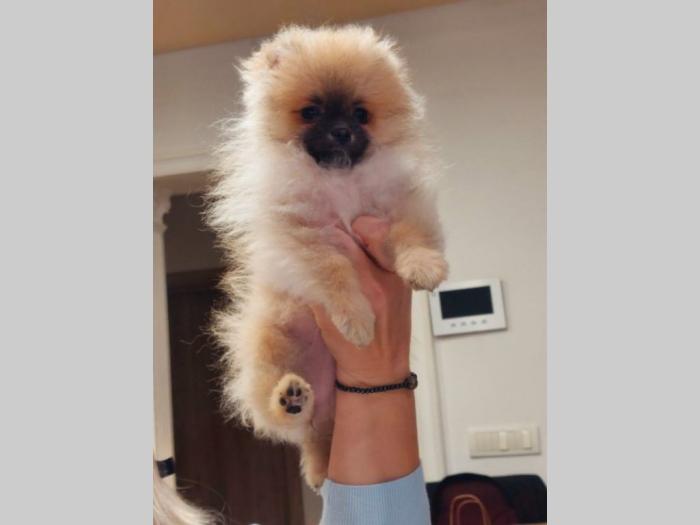 pomeranac boo štenci besplatni mali oglasi