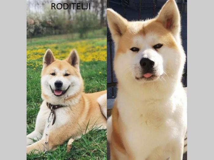 akita inu štenci besplatni mali oglasi