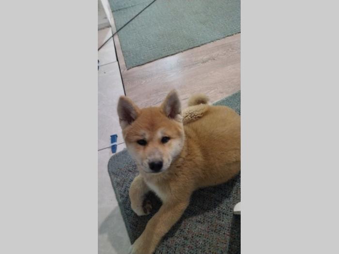 akita inu štenci besplatni mali oglasi