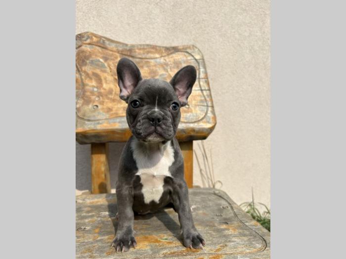 francuski buldog štenci besplatni mali oglasi