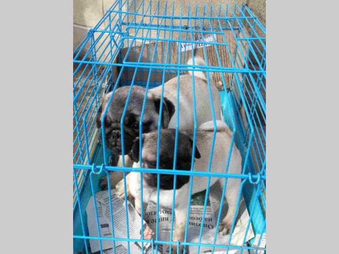 mops mini i standard štenci besplatni mali oglasi