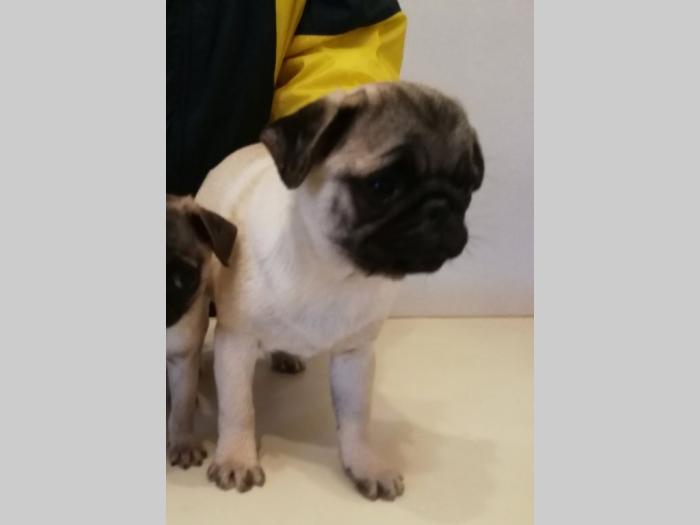 mops mini i standard štenci besplatni mali oglasi