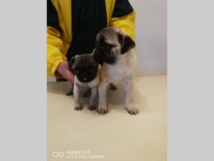 mops mini i standard štenci besplatni mali oglasi