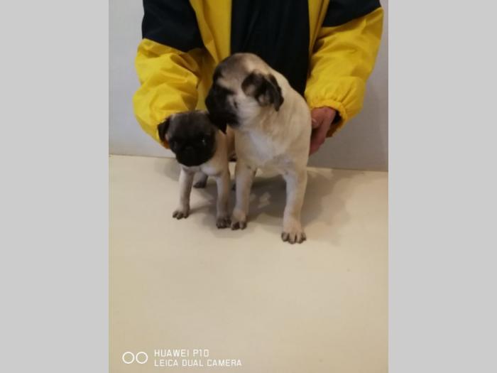 mops mini i standard štenci besplatni mali oglasi