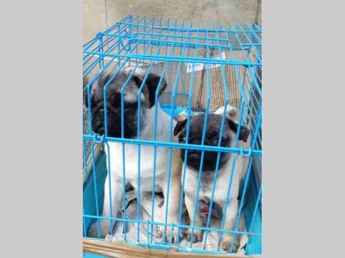 mops mini i standard štenci besplatni mali oglasi