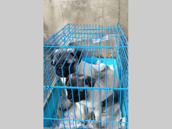mops mini i standard štenci besplatni mali oglasi