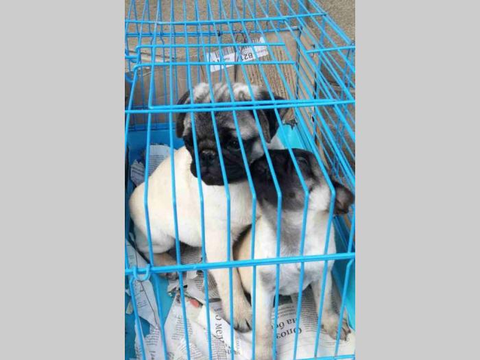 mops mini i standard štenci besplatni mali oglasi