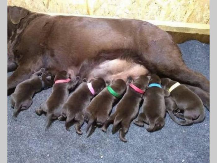 labrador retriver štenci besplatni mali oglasi