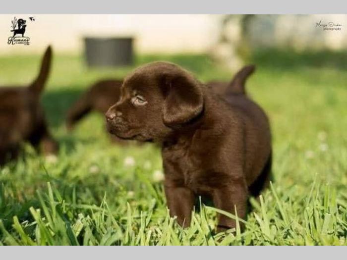 labrador retriver štenci besplatni mali oglasi