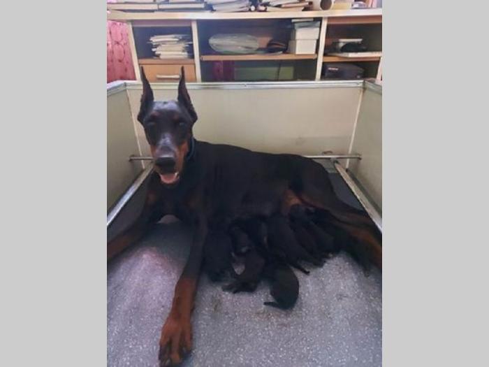 doberman štenci besplatni mali oglasi