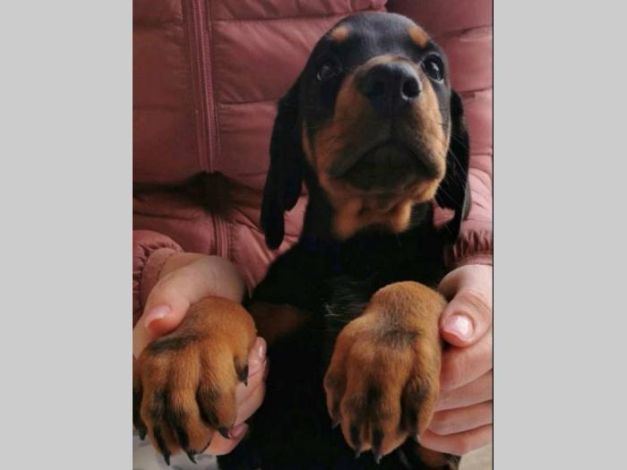 doberman štenci besplatni mali oglasi