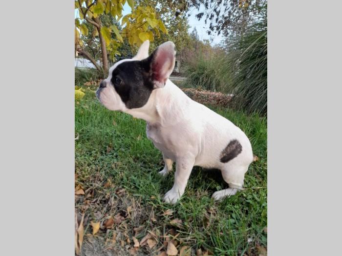 francuski buldog štenci besplatni mali oglasi