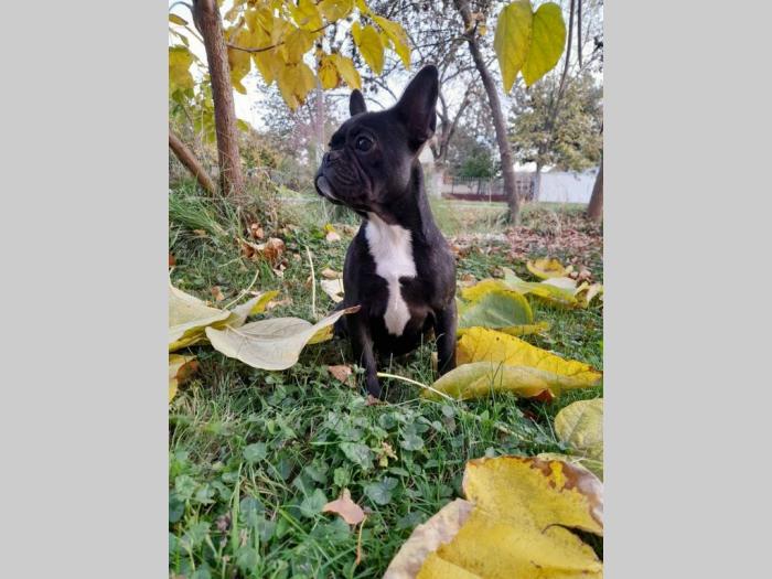 francuski buldog štenci besplatni mali oglasi